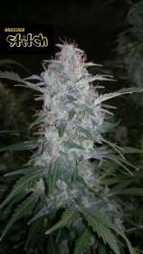 Flash Seeds White Sirius