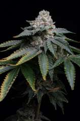 Frosty Mountain Genetics Whapaya