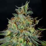 G13 Labs Picante