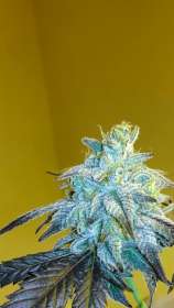 Gage Green Genetics Mendo Breath #1 X Joseph OG