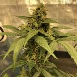 Ganja Farmer Seeds Amnesia Haze Auto