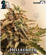 Gas Reaper Genetics Hellbender