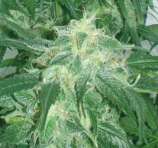 Genehtik Seeds Amnesia Bilbo