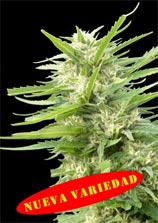 Genehtik Seeds Kritikal Bilbo x AK-47