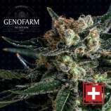 Genofarm Seeds Black Diesel