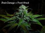 Goldenseed Brain Damage x Frost Wreck