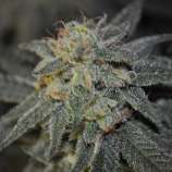 Gorrilla Grower Seeds Cosmicdawg