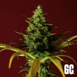 Grand Cru Genetics Cinderella 99