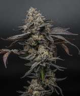 Grandiflora Genetics Super Charger