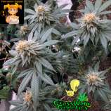 GrassWorx Genetics Pew-Minto Cheese