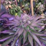 Great North Seed Company Michigan Voodoo Purple