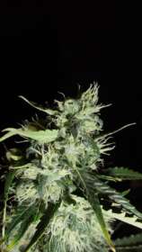 GreenLabel Seeds Automatic Widow