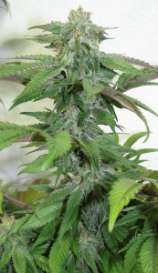 GreenMan Organic Seeds Deep North