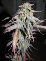 GreenMan Organic Seeds Deep Phaze