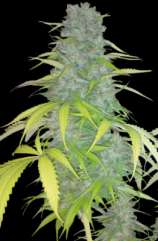 Green Factory Seeds Silver Shark