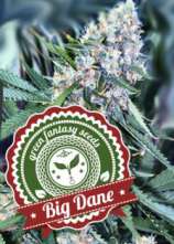 Green Fantasy Seeds Big Dane Auto