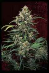 Green House Seeds Arjan's Strawberry Haze