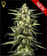 Green House Seeds Auto Jack Herer