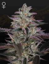 Green House Seeds Banana Krumble