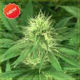 Green House Seeds Bubba Kush