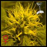 Green House Seeds Cheese