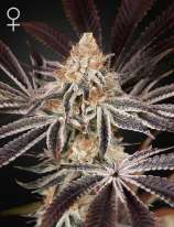 Green House Seeds Dark Phoenix