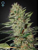 Green House Seeds Exodus Cheese Automatic CBD