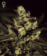 Green House Seeds Exodus Cheese