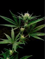 Green House Seeds Exodus Cheese x Jack Herer x NL5 Haze Mist