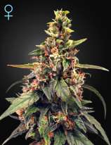 Green House Seeds Great White Shark CBD