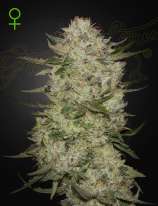 Green House Seeds HighCloudz Auto