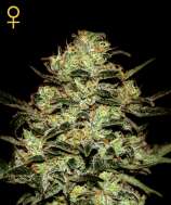 Green House Seeds Moby Dick