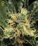 Green House Seeds Pure Kush