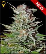 Green House Seeds Super Lemon Haze Automatic