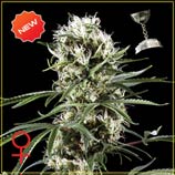 Green House Seeds Super Lemon Haze