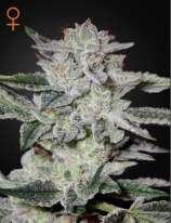 Green House Seeds Sweet Valley Kush