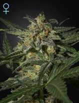 Green House Seeds White Widow Automatic CBD