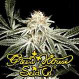 Green House Seeds White Widow