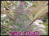 Green Mountain Seeds Purple Satellite