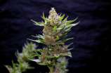 Greenbud Seeds Snow Ripper