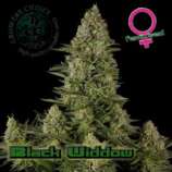 Growers Choice Black Widdow