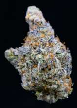 Growers Choice Mimosa Gusher