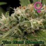 Growers Choice The Real Amnesia