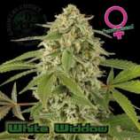 Growers Choice White Widdow