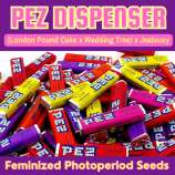 Happy Bird Seeds Pez Dispenser