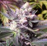 Hazeman Seeds Double White Cheese