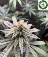 Heart & Soil Seeds Queso Loco