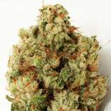 Heavyweight Seeds Green Ninja