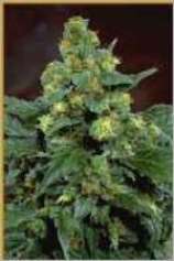 Hemcy Genetics Afghani 1