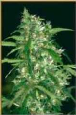 Hemcy Genetics Big Bud